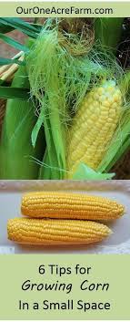 How to grow sweet corn in small garden. Growing Corn In Small Spaces 6 Tips Growing Corn Indoor Vegetable Gardening Growing Vegetables