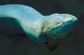 National Aquarium Electric Eel Animals River Monsters Rainforest Animals