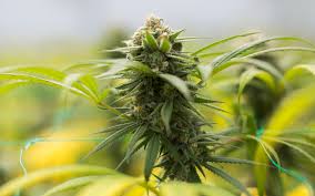 Maybe you would like to learn more about one of these? Tips For Growing Blue Dream Cannabis Leafly
