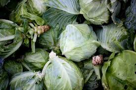Use kitchen scraps to grow plants! How To Grow Cabbage From Scraps Vegetable Gardenerx