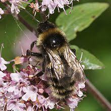 Male bees do not have stingers. Bumblebee Wikipedia