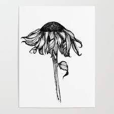 Wilted Flower Ink Drawing Poster By Corihederichart Society6 Flower Sketches Flower Line Drawings Decay Art