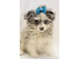 The trio was found just outside the city. Checkout This Cute Toy Pompoo 10369 At Petland Wichita Ks Pets Animals Puppies