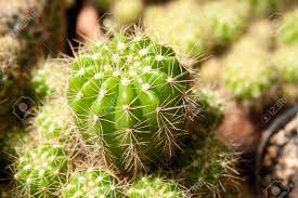 A cactus (plural cacti, cactuses, or less commonly, cactus) is a member of the plant family cactaceae, a family comprising about 127 genera with some 1750 known species of the order. Green Beautiful Cactus Scientific Name Is Echinopsis Calochlora Stock Photo Picture And Royalty Free Image Image 8270107
