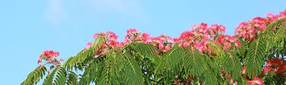 Image result for Albizia tanganyicensis