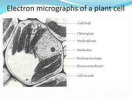 We did not find results for: 2 3 Eukaryotic Cells Plant Cell Animal Cell Ppt Video Online Download