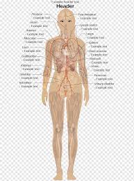 Transparent human body with internal organs nervous system stock. Internal Organs Of The Human Body Anatomical Chart Anatomy Appendix Female Body Diagram Human Woman Anatomy Png Pngwing
