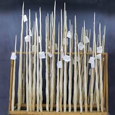 Narwhal Tusks Narwhal Tusk Walrus Tusks Narwhal