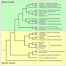 Image result for Brachythrix