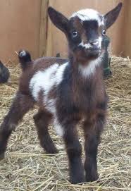 Black And White Goat Breeds A Christmas Carol Cute Baby Animals Cute Goats Goats
