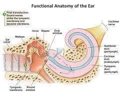 The various mechanoreceptors in the skin feature proteins or structures that deform transduction is the process by which physical stimuli (light, sound, pressure, molecules) are changed into electrical impulses in the nervous system. Auditory System Ppt Video Online Download