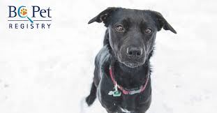 Was founded with the commitment to providing prompt, courteous, and economical service to pet owners while maintaining integrity in the documentation of pedigrees and the registration of purebred dogs. Home Page Bc Pet Registry