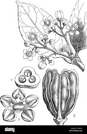 Image result for Hippocratea goetzei