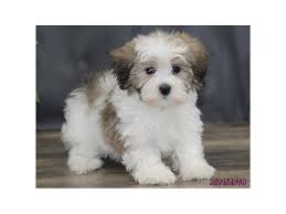 They will be vet health check and first shots, on a worming program, and come. Havanese Dog Female Gold Sable 2291760 Petland Carriage Place