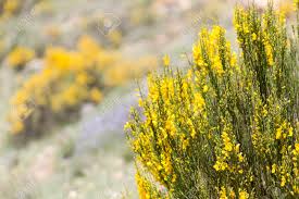 Impara i nomi dei fiori in italiano. Immagini Stock Hiniesta In Primavera Con I Suoi Fiori Gialli Il Nome Scientifico E Genista Cinerea Foto Scattata Nella Sierra Del Segura Albacete Spagna Image 78014883