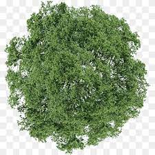 Tree Dill Shrub Tree Top View Green Leafed Tree Leaf Branch Grass Png Trees Top View Tree Photoshop Tree Plan Png