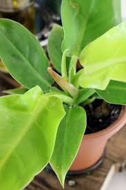 Moonlight Philodendron Household Plants House Plant Care Philodendron Plant