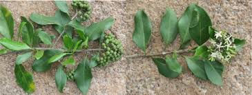 Image result for Tarchonanthus camphoratus