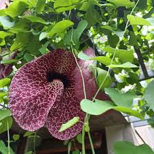 Image result for Aristolochia littoralis