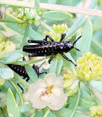 Image result for Pollichia campestris