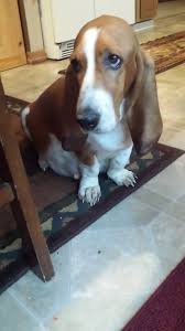 Check spelling or type a new query. Birchwood Basset Hounds Birchwood Drive Proctor Mn 2021