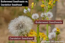 This prevents unwanted spread of an already invasive plant. Butterweed Cressleaf Groundsel Beauty Is In The Eye Of The Beholder Bygl