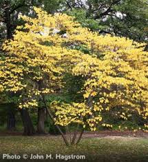 These all have similar flowers, but thicker leaves and more heat tolerance. Eastern Redbud Eastern Redbud Cercis Canadensis Redbud Tree