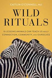 See more of daily english lessons on facebook. Wild Rituals 10 Lessons Animals Can Teach Us About Connection Community And Ourselves English Edition Ebook O Connell Caitlin Amazon De Kindle Shop