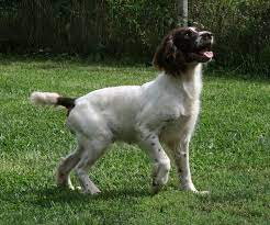 June 17 at 3:20 am ·. Lab Puppies For Sale In Wisconsin Under 300 The Y Guide