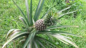 L Ananas Culture Plantation Entretien Multiplication Et Recolte Youtube