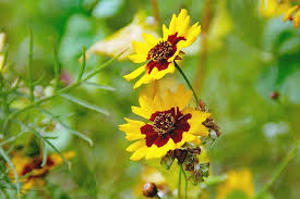Order aster flowers directly from growers. Flower Yellow Aster Rosilla Bloom Petals Sunny Garden Autumn The First Year Pikist
