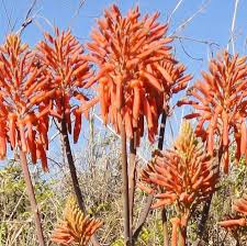 Image result for Aloe cameronii × greatheadii