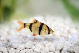 Bentuknya yang panjang dan berwarna hitam serta memiliki misai seperti kucing sehingga dipanggil 'catfish'. Nama Ikan Biasa Bermula Dengan Huruf T 2021