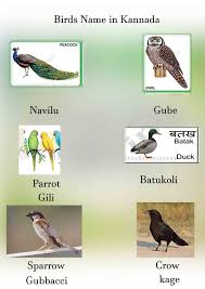Know Birds Name Chart Photo Chart Birds