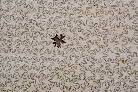 Laser cut files svg dxf vector plans, glowforge files, cnc pattern, cnc cut, laser cut, laser svg, laser vector. Generative Laser Cut Puzzle