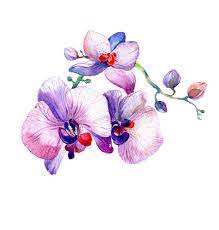 The New View Of Orchid Watercolor Hand Drawn For Postcard Royalty Free Illustration Botanical Drawings Watercolor Orchid Tattoo Watercolor Bird Tattoo