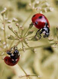 Kumbang lady bird, merupakan haiwan yang bersaiz kecil dan comel untuk dilihat. 340 Ladybird Ideas Kumbang Kekwa Pensel Warna