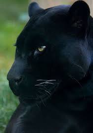 Panther Siyah Jaguar Buyuk Kediler Siyah Panter