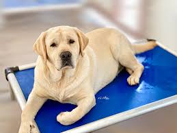 Their curiosity will often lead to a chase. Dickendall Labrador Puppies Texas Texas Labrador Puppies Texas Labrador Retriever Puppies Texas Lab Pups Border Terrier Puppies Bt Puppies Tx Border Terrier Puppies Texas