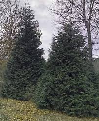 I have recently done the same (plant arborvitaes next to a fence) so what distance do you think they should be planted at? I Love Thuga Green Giant Aka Green Giant Arborvitae Gardenlady Com