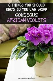 6 Things You Should Know So You Can Grow Gorgeous African Violets Violet Plant African Violets Plants Grow Gorgeous