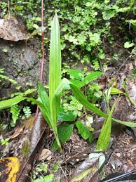 Image result for Curculigo