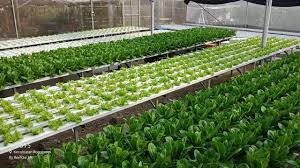 Jangan sampai hal tersebut membuat kebun sayur hilang dari rumah. Bupati Anas Ajak Warga Bikin Kebun Hidroponik Sendiri Di Pekarangan Rumah News Liputan6 Com