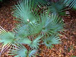 Louisiana dwarf palmetto sabal louisiana palms. Palms In Our Garden Texas Riviera