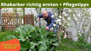 Wir geben tipps zu standort, boden pflege und ernte der leckeren stangen. Rhabarber Richtig Ernten Pflegetipps Youtube