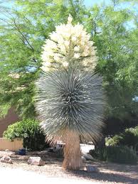 Frisch 41 Fur Welcher Baum Passt In Meinen Garten Check More At Https Www Estadoproperties Com Welcher Baum Passt In Me Flowering Trees Plants Trees To Plant