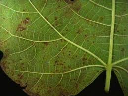 Any other couses for this.malnourishment ,over or under watering , mites or something else ?? All About Fig Leaf Rust Youtube