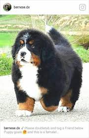 All Black Bernese Mountain Dog Pin On Bernese Mountain Dog Puppy