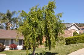 Image result for Maytenus chasei