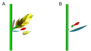 Image result for Lipocarpha kernii